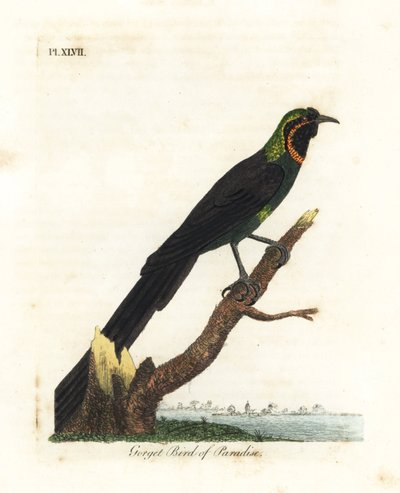 Astrapia di Arfak, Astrapia nigra (Uccello del paradiso con gorgera, Paradisea gularis). Incisione colorata a mano disegnata e incisa da John Latham dal suo A General History of Birds, Winchester da John Latham
