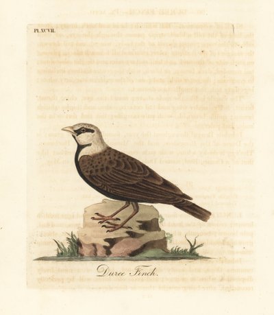 Allodola passera dalla corona grigia, Ereopterix griseus (Duree fringuello, Emberiza gingica). Incisione colorata a mano disegnata e incisa da John Latham dal suo A General History of Birds, Winchester da John Latham