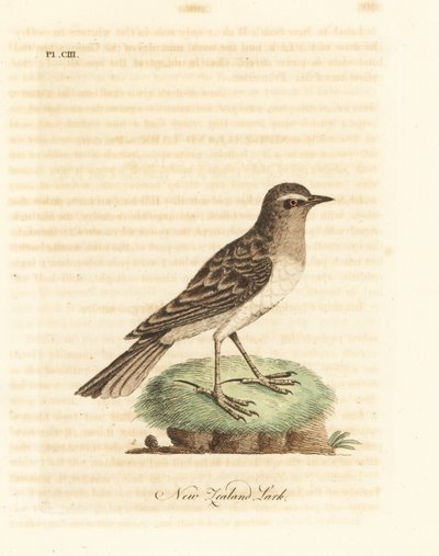 Pipit australasiano, Anthus novaeseelandiae. Incisione colorata a mano tratta da A General History of Birds di John Latham, Winchester da John Latham