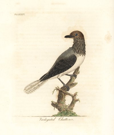 Campanaro barbuto, Procnias averano (Chiacchierone variegato, Ampelis variegata). Incisione a mano colorata disegnata e incisa da John Latham dal suo A General History of Birds, Winchester da John Latham