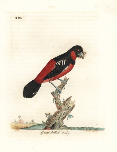 Beccolargo nero e rosso, Cymbirhynchus macrorhynchos (Todi dal grande becco, Todus nasutus). Incisione a mano colorata disegnata e incisa da John Latham dal suo A General History of Birds, Winchester da John Latham