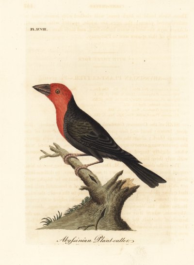 Barbetto dal becco nero, Lybius guifsobalito (Tagliapiante abissino, Loxia tridactyla). Incisione a mano colorata disegnata e incisa da John Latham dal suo A General History of Birds, Winchester da John Latham
