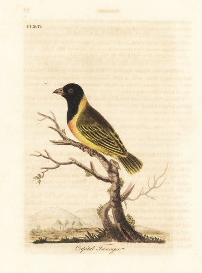 Tessitore dal collare giallo e testa nera, Ploceus melanocephalus capitalis (Capital tanager, Tanagra capitalis). Incisione a mano colorata disegnata e incisa da John Latham dal suo libro A General History of Birds, Winchester da John Latham
