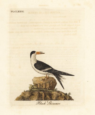Beccaccino nero, Rynchops niger (Rhynchops nigra). Incisione colorata a mano disegnata e incisa da John Latham dal suo A General History of Birds, Winchester da John Latham