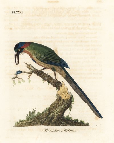 Motmot dalla corona blu, Momotus momota (Motmot brasiliano, Momotus brasiliensis). Incisione colorata a mano disegnata e incisa da John Latham dal suo A General History of Birds, Winchester da John Latham