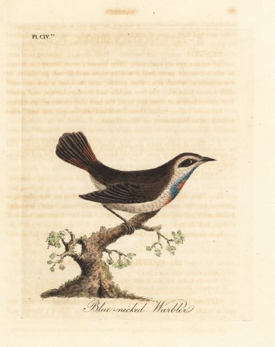 Pettazzurro, Luscinia svecica. Incisione colorata a mano disegnata e incisa da John Latham dal suo A General History of Birds, Winchester da John Latham