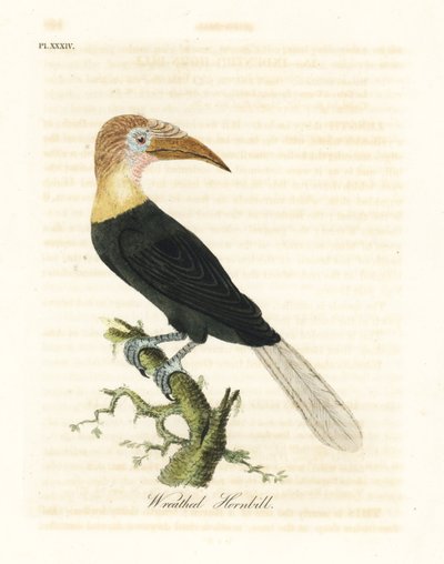 Bucero di Blyth o papuano, Rhyticeros plicatus. Incisione colorata a mano disegnata e incisa da John Latham dal suo A General History of Birds, Winchester da John Latham