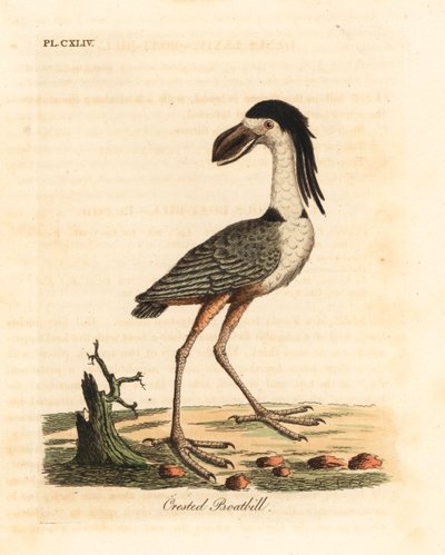 Nitticora beccolargo, Cochlearius cochlearius. Incisione colorata a mano tratta da A General History of Birds di John Latham, Winchester da John Latham