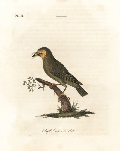 Barbet dalla testa marrone, Megalaima zeylanica. Incisione colorata a mano disegnata e incisa da John Latham dal suo A General History of Birds, Winchester da John Latham