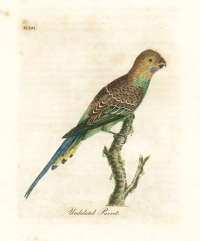 Pappagallino ondulato, Melopsittacus undulatus. Incisione colorata a mano disegnata e incisa da John Latham dal suo A General History of Birds, Winchester da John Latham