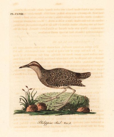 Rallo fasciato, Gallirallus philippensis. Incisione colorata a mano tratta da A General History of Birds di John Latham, Winchester da John Latham