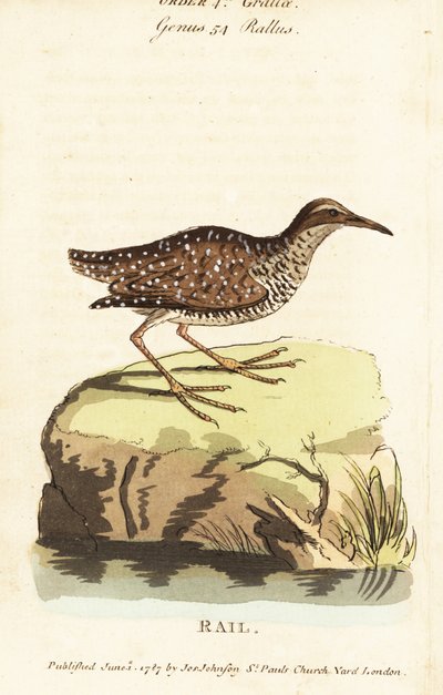 Rallo fasciato, Gallirallus philippensis da John Latham