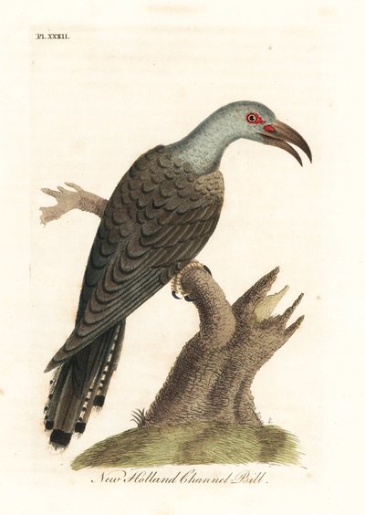 Cuculo dal becco a canale, Scythrops novaehollandiae (Cuculo australasiano, Psittaceous hornbill). Incisione colorata a mano disegnata e incisa da John Latham dal suo A General History of Birds, Winchester da John Latham