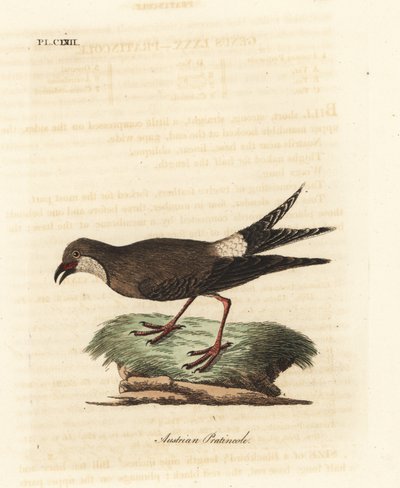 Pernice di collare, Glareola pratincola. Incisione colorata a mano disegnata e incisa da John Latham dal suo A General History of Birds, Winchester da John Latham