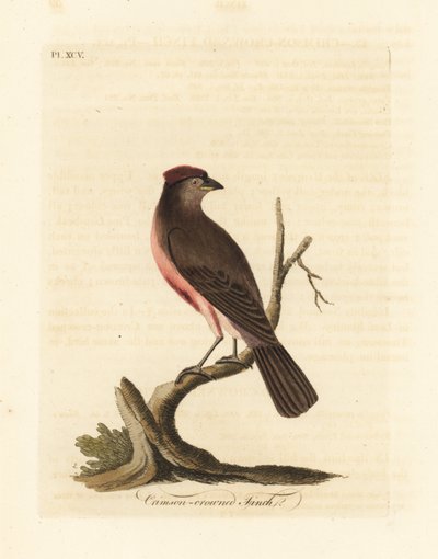 Organetto comune, Carduelis flammea (Fringuello dalla corona cremisi, Fringilla flammea). Rame inciso e colorato a mano disegnato e inciso da John Latham dal suo A General History of Birds, Winchester da John Latham