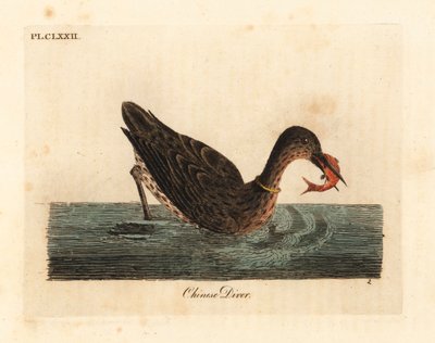 Cormorano usato per la pesca in Asia, forse un grande cormorano, Phalacrocorax carbo, o cormorano giapponese, Phalacrocorax capillatus. Incisione colorata a mano tratta da A General History of Birds di John Latham, Winchester da John Latham