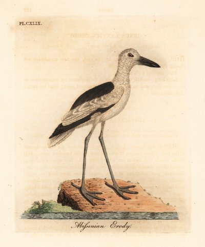 Piviere granchio, Dromas ardeola. Incisione colorata a mano tratta da A General History of Birds di John Latham, Winchester da John Latham