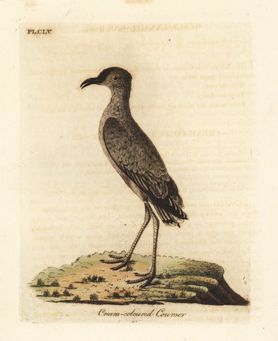 Corridore color crema, Cursorius cursor (Cursorius europaeus). Incisione colorata a mano disegnata e incisa da John Latham dal suo A General History of Birds, Winchester da John Latham