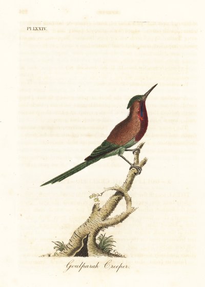 Nettarinia cremisi, Aethopyga siparaja seheriae (Rampicante di Goulpourah). Rame inciso e colorato a mano disegnato e inciso da John Latham dal suo A General History of Birds, Winchester da John Latham