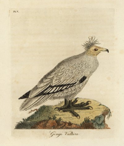 Avvoltoio egiziano, Neophron percnopterus ginginianus. 1824 (incisione) da John Latham