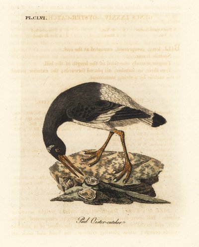 Beccaccia di mare eurasiatica, Haematopus ostralegus da John Latham