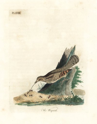 Torquola eurasiatica, Jynx torquilla. Incisione colorata a mano disegnata e incisa da John Latham dal suo A General History of Birds, Winchester da John Latham