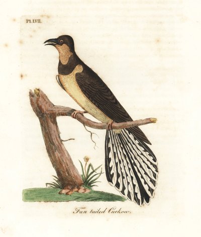 Cuculo dalla coda a ventaglio, Cacomantis flabelliformis (Cuculo dalla coda a ventaglio, Cuculus flabelliformis). Incisione colorata a mano disegnata e incisa da John Latham dal suo A General History of Birds, Winchester da John Latham