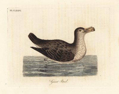 Petrello gigante, Macronectes giganteus (come Precellaria gigantea, errore per Procellaria gigantea). Incisione a mano colorata disegnata e incisa da John Latham dal suo A General History of Birds, Winchester da John Latham