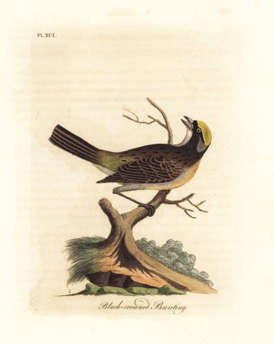 Passero dalla corona dorata, Zonotrichia atricapilla (Zigolo dalla corona nera, Emberiza atricapilla). Incisione a mano colorata disegnata e incisa da John Latham dal suo A General History of Birds, Winchester da John Latham