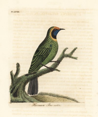 Foglia dorata, Chloropsis aurifrons. (Mangiatore di api Hurruwa, India.) Incisione a mano colorata disegnata e incisa da John Latham dal suo A General History of Birds, Winchester da John Latham