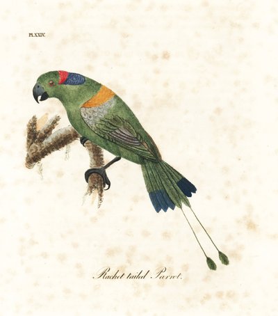 Pappagallo codalunga dorato, Prioniturus platurus. Incisione colorata a mano disegnata e incisa da John Latham dal suo A General History of Birds, Winchester da John Latham