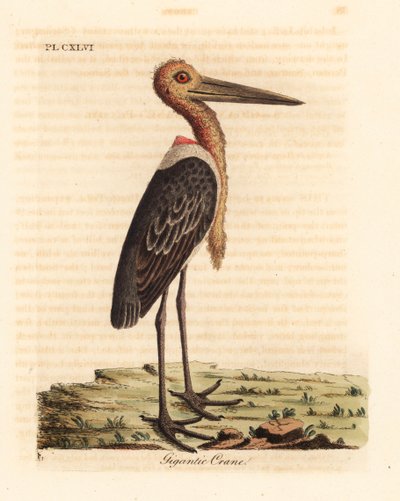 Marabù maggiore, Leptoptilos dubious. Incisione colorata a mano tratta da A General History of Birds di John Latham, Winchester da John Latham
