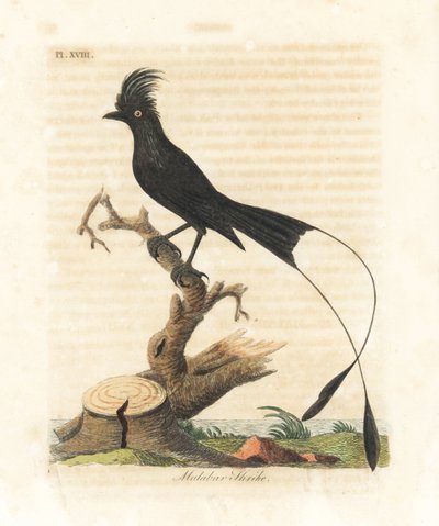 Drongo dalla coda a racchetta, Dicrurus paradiseus (Averla del Malabar, Lanius malabaricus). Incisione a mano colorata disegnata e incisa da John Latham dal suo A General History of Birds, Winchester da John Latham