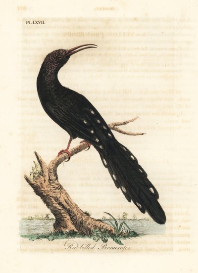 Upupa verde, Phoeniculus purpureus (Promerops dal becco rosso, Upupa erythrorynchos). Incisione a mano colorata disegnata e incisa da John Latham dal suo A General History of Birds, Winchester da John Latham