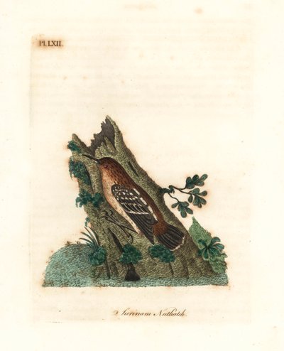 Mirmoterula della Guiana, Myrmotherula surinamensis. Vulnerabile. Incisione colorata a mano disegnata e incisa da John Latham dal suo A General History of Birds, Winchester da John Latham