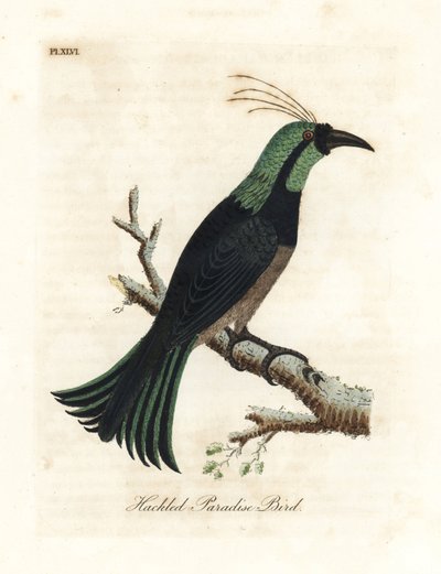 Uccello del paradiso con collare, forse una specie ibrida o estinta. Disegnato da un esemplare nella collezione del Generale Davies. Incisione colorata a mano disegnata e incisa da John Latham dal suo A General History of Birds, Winchester da John Latham