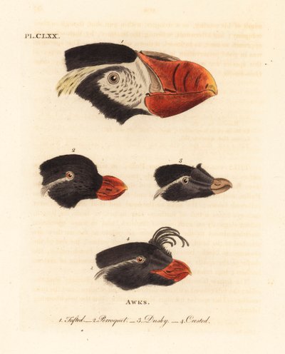 Teste del pulcinella dal ciuffo, Fratercula cirrhata 1, alca parrocchetto, Aethia psittacula 2, e alca crestato, Aethia cristatella 3,4. (Alca ciuffata, Alca cirrhata 1, Alca parrocchetto, Alca psittacula 2, Alca scura, Alca tetracula 3, e Alca crestato, A da John Latham