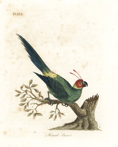 Parrocchetto cornuto, Eunymphicus cornutus. Vulnerabile (Pappagallo cornuto, Psittacus bisetis.) Incisione a mano colorata disegnata e incisa da John Latham dal suo libro A General History of Birds, Winchester da John Latham