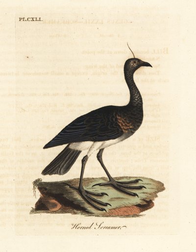 Urlatore cornuto, Anhima cornuta (Palamedea cornuta). Incisione a mano colorata disegnata e incisa da John Latham dal suo A General History of Birds, Winchester da John Latham