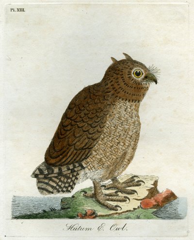 Gufo Hutum, 1821 da John Latham