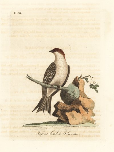 Rondine delle scogliere indiana, Petrochelidon fluvicola. (Rondine dalla testa rufos, Hirundo indica.) Rame inciso e colorato a mano disegnato e inciso da John Latham dal suo A General History of Birds, Winchester da John Latham