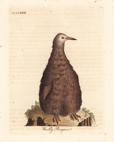 Pinguino reale, Aptenodytes patagonicus, giovane (Pinguino lanoso). Incisione a mano colorata disegnata e incisa da John Latham dal suo A General History of Birds, Winchester da John Latham