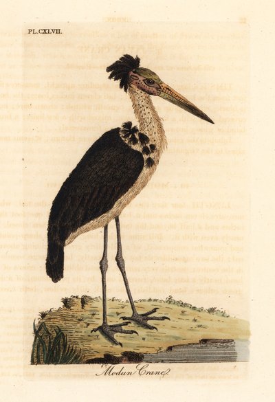 Adjutant minore, Leptoptilos javanicus. Vulnerabile. (Modun skull.) Incisione colorata a mano disegnata e incisa da John Latham dal suo A General History of Birds, Winchester da John Latham