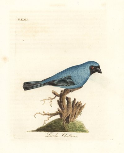 Lindo chiacchierone. Forse il tanager rondine, Tersina viridis, ma con la parte inferiore del corpo blu, non bianca. Incisione colorata a mano disegnata e incisa da John Latham dal suo A General History of Birds, Winchester da John Latham