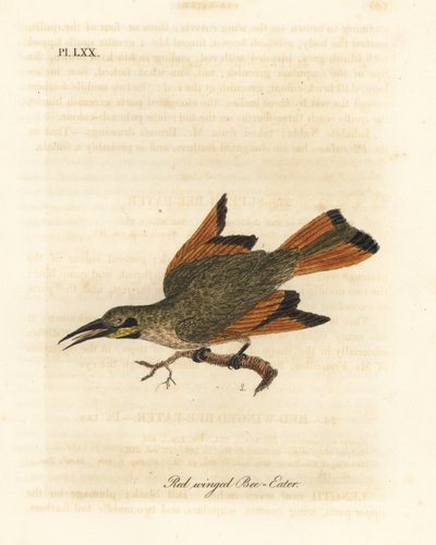 Piccolo gruccione, Merops pusillus (Gruccione dalle ali rosse, Merops erythropterus). Africa. Incisione colorata a mano disegnata e incisa da John Latham dal suo A General History of Birds, Winchester da John Latham