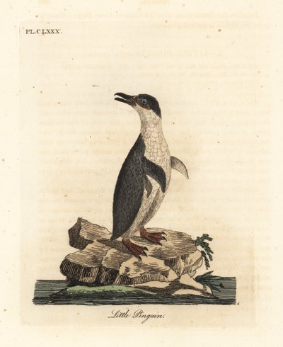 Pinguino minore, Eudyptula minor. Incisione colorata a mano disegnata e incisa da John Latham dal suo A General History of Birds, Winchester da John Latham