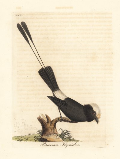 Tiranno codalunga, Colonia colonus. Incisione colorata a mano tratta da A General History of Birds di John Latham, Winchester da John Latham