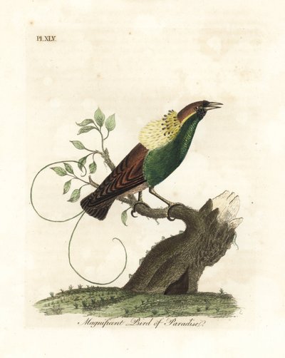 Uccello del paradiso magnifico, Diphyllodes magnificus (Paradisea magnifica). Incisione a mano colorata disegnata e incisa da John Latham dal suo A General History of Birds, Winchester da John Latham