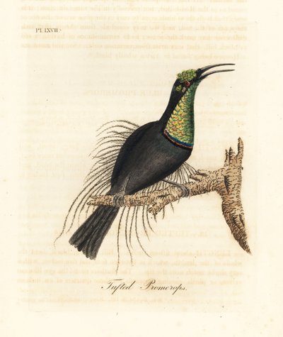 Uccello magnifico, Ptiloris magnificus (Promerops ciuffato). Disegnato da un esemplare nel Museo di Bullock. Incisione a mano colorata disegnata e incisa da John Latham dal suo A General History of Birds, Winchester da John Latham