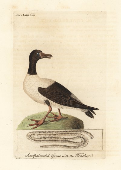 Oca gazza, Anseranas semipalmata, e dettaglio anatomico della sua trachea. (Anatra semipalmata, Anas semipalmatus.) Incisione colorata a mano disegnata e incisa da John Latham dal suo A General History of Birds, Winchester da John Latham
